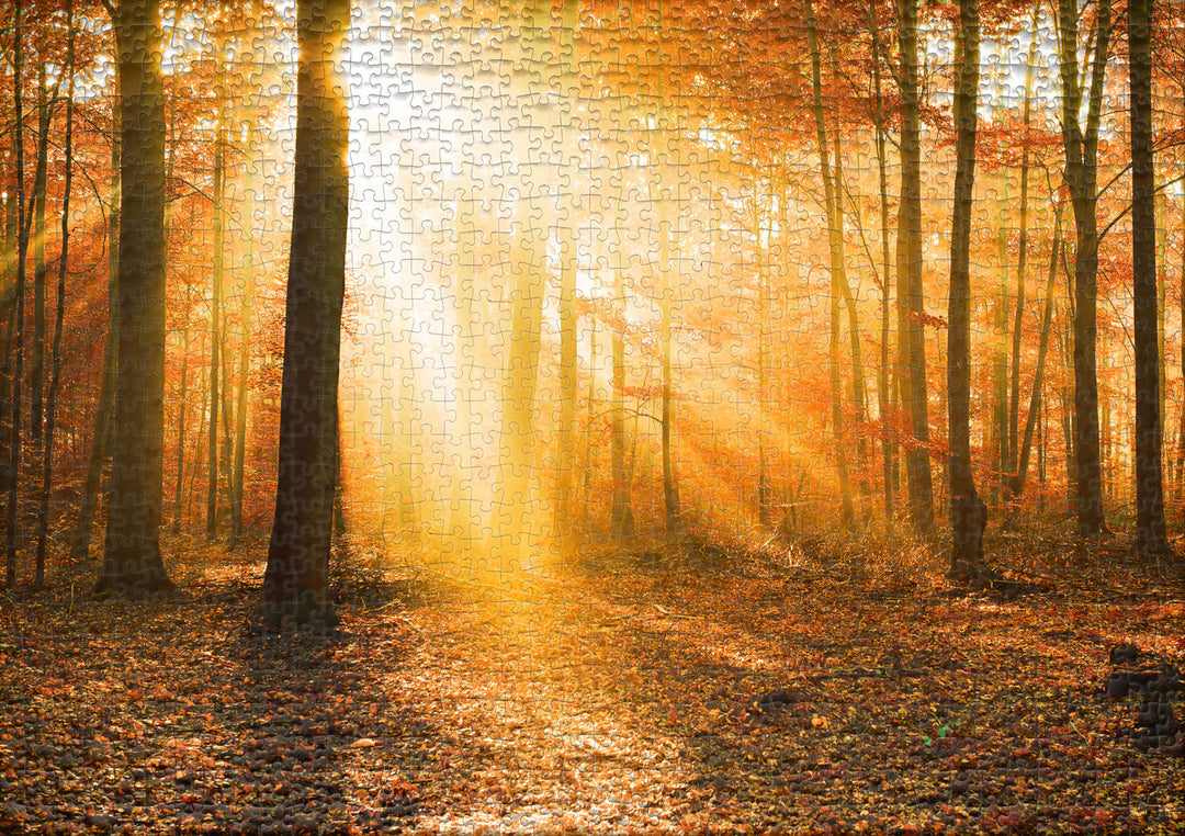 Puzzle 1000 pièces « Forêt d'automne dorée »