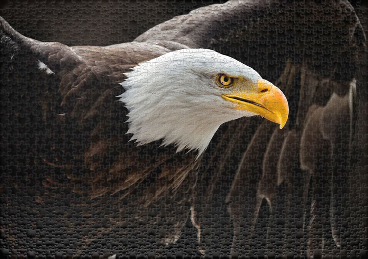 Puzzle 1000 pièces « L'Aigle de mer »