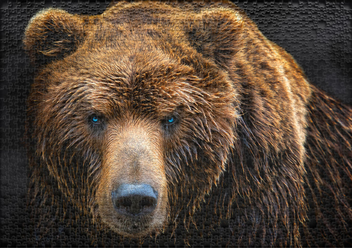 Puzzle 1000 pièces « Grizzly »