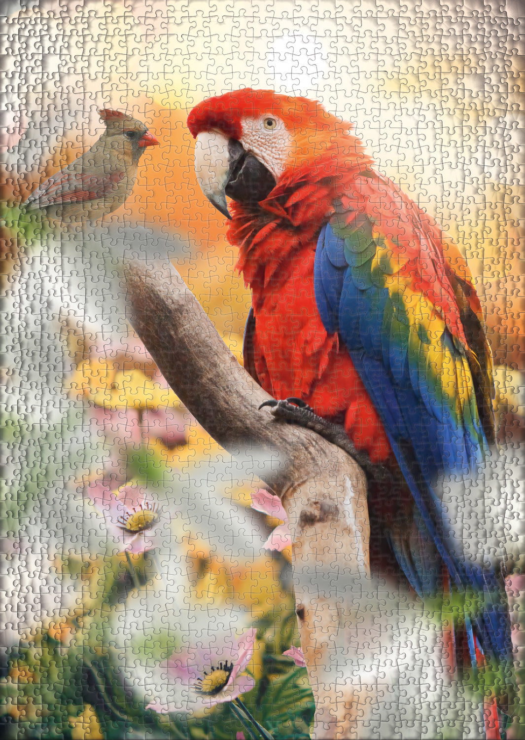 Puzzle 1000 pezzi "Pappagallo"